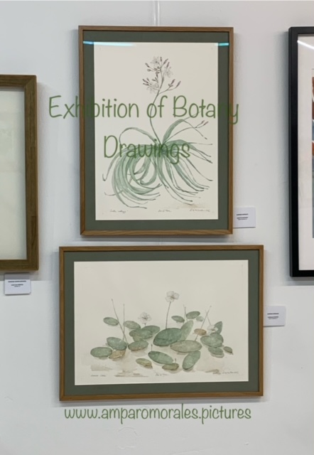 Exposición  Salón Otoño de L´Agrupació d´Aquarel·listes de Catalunya